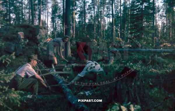134th Gebirgsjaeger, Finland 1944, German soldiers cutting wood trees with female civilians in forest.