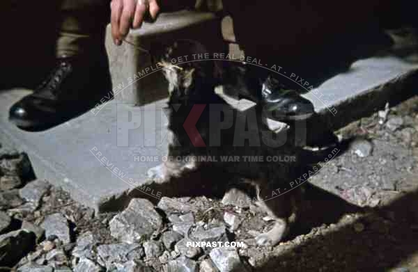 Boots dog pet Normandy France 1944 German Wehrmacht medic sanitater
