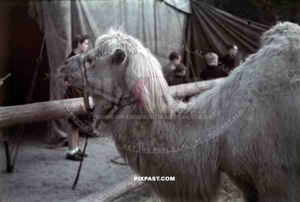 camel at a fair in Metz, France ~1940