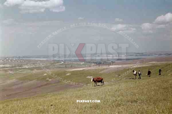Cow pasture near Dnipropetrovsk, Ukraine 1942