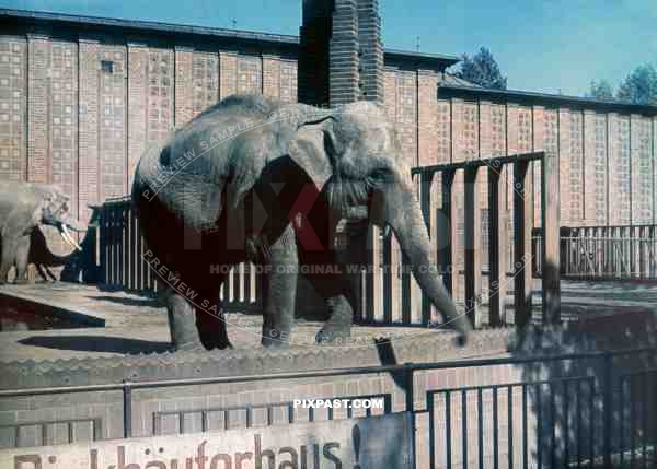 elephant enclosure leipzig zoo Germany 1940