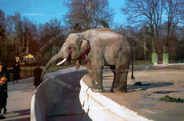 Elephant in Hellabrunn Zoo Munich Bavaria Germany 1940