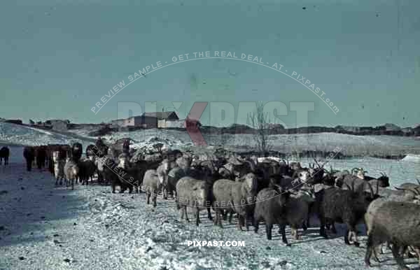 German infantry herd captured Russian cows and sheep, winter snow field, Don, Tschir, 1943, 22nd Panzer Division