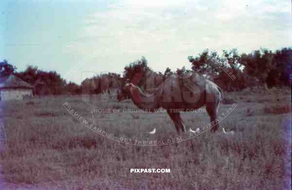 German supply camel in field near Smolensk 1942