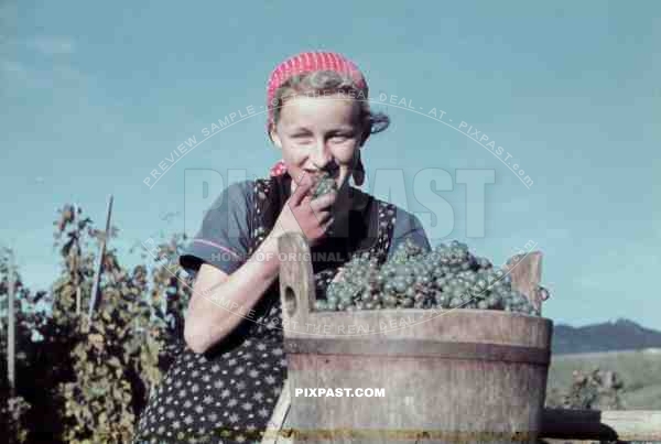 girl tasting grapes on vineyard in Baden-Wuerttemberg, Germany ~1938