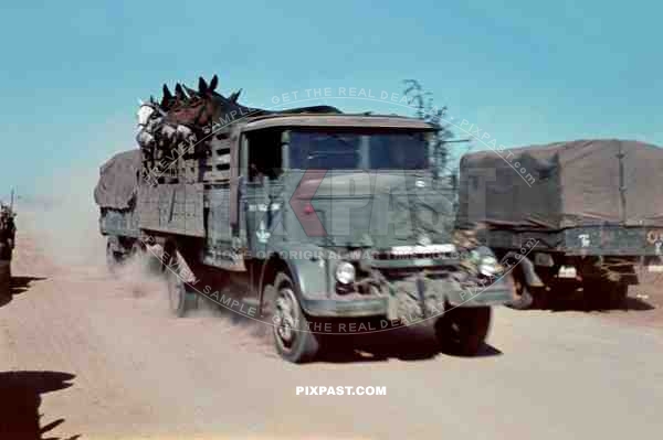 Italian Heavy army truck Lancia 3RO transporting Horses to the front. 13. Panzer Division. Rostow am Don July 1942