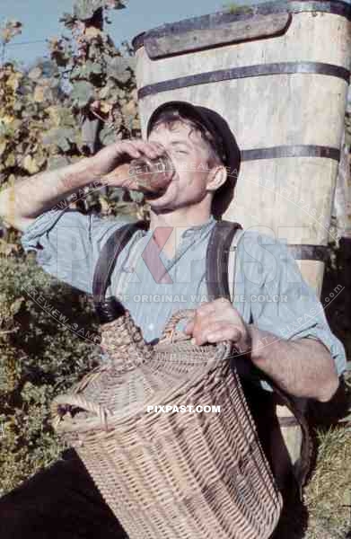 man drinking some wine on vineyard in Baden-Wuerttemberg, Germany ~1938
