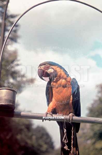 Parrot / Papagei in Munich Zoo Hellabrunn 1940