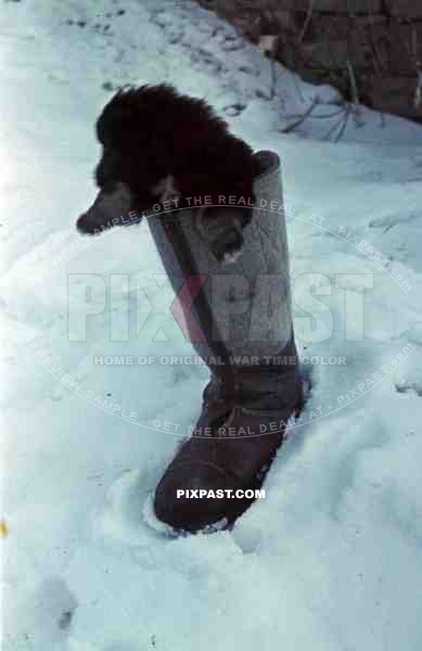 Pet dog of panzer officer in German winter boot, Don, Tschir, 1943, 22nd Panzer Division