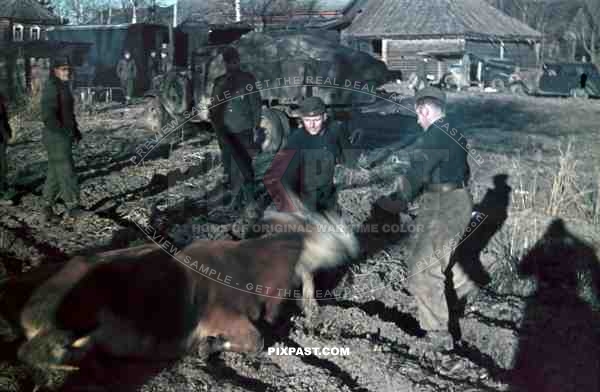 Russian front 1942 Wehrmacht butcher cow meat staff car Russian village mud winter trucks