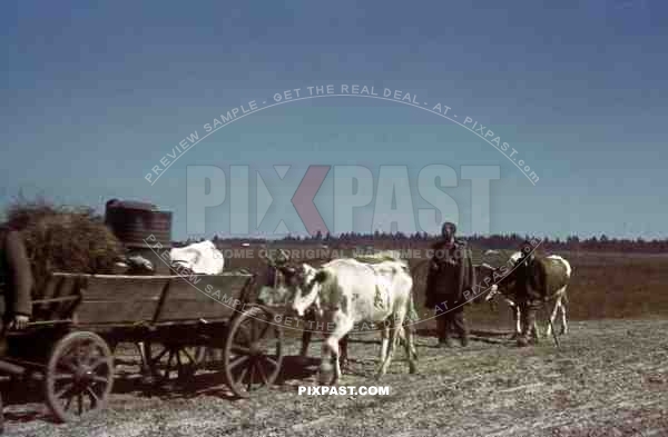 russian peasants with cattle in Russia 1944