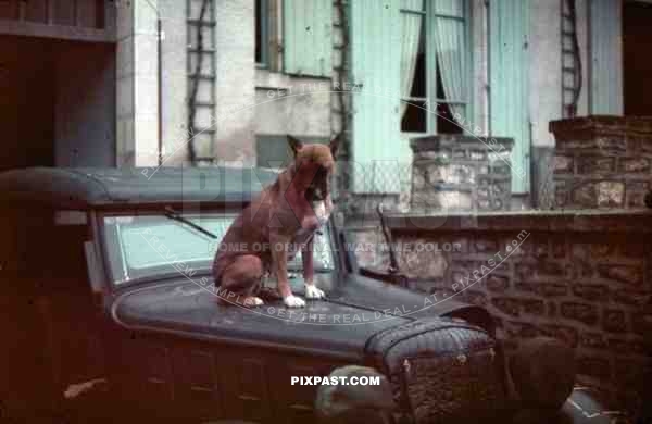 staff car with unit dog pet in french garden 1940