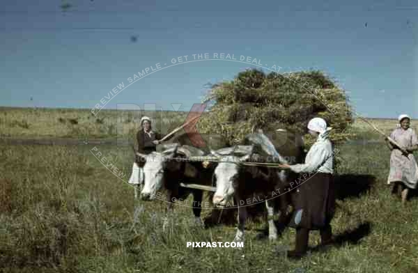 Ukrainian farmer peasant women with cows, wagon, collecting fresh hay, Krim, Kretsch, 1942, 22nd Panzer Division.