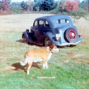 1936 Ford Four Door Sedan. American army officer with his lovely dog in Massachusetts USA 1941.