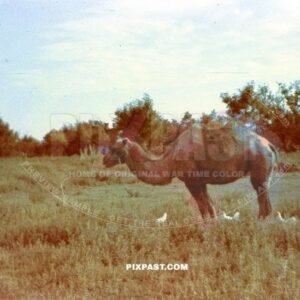 A Russian farming camel in Smolensk Russia 1942