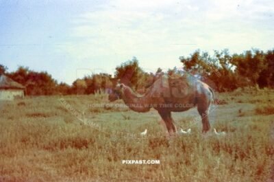 A Russian farming camel in Smolensk Russia 1942