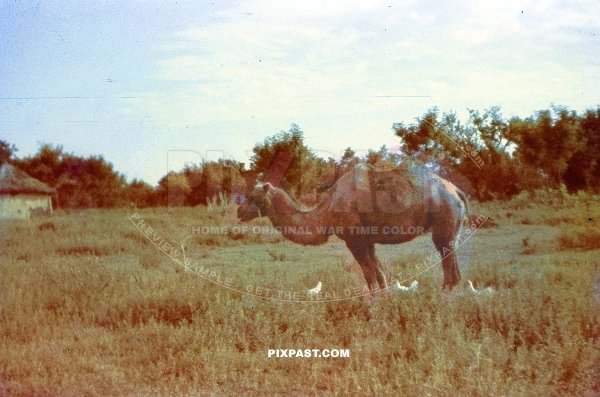 A Russian farming camel in Smolensk Russia 1942