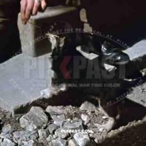 Boots dog pet Normandy France 1944 German Wehrmacht medic sanitater