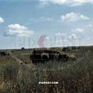 Disguised vehicles near Riwne, Ukraine 1941