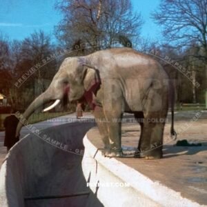 Elephant in Hellabrunn Zoo Munich Bavaria Germany 1940