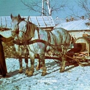 German army soldier in heavy winter uniform with medical red cross snow sled pulled by horses. medical supplies. Russia 1942