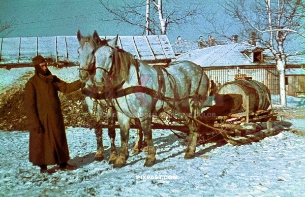 German army soldier in heavy winter uniform with medical red cross snow sled pulled by horses. medical supplies. Russia 1942