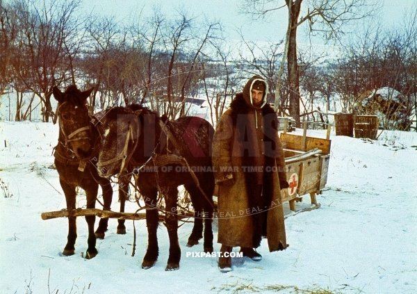 German army soldier in heavy winter uniform with medical red cross snow sled pulled by horses. medical supplies. Russia 1942