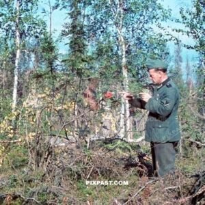 German army soldier picking berries in the forest of Lappland  1942