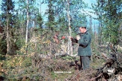 German army soldier picking berries in the forest of Lappland 1942