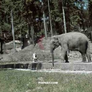 Munich, Zoo, Germany, 1939, Elephant enclosure,
