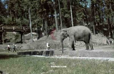 Munich, Zoo, Germany, 1939, Elephant enclosure,