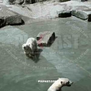 Munich, Zoo, Germany, 1939, White Polar Bear.