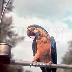 Parrot / Papagei in Munich Zoo Hellabrunn 1940