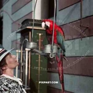 Parrot in Berlin Zoo 1938