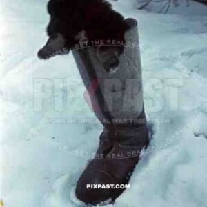 Pet dog of panzer officer in German winter boot, Don, Tschir, 1943, 22nd Panzer Division