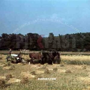 Reaping the crop near Langenbroich, Germany ~1940