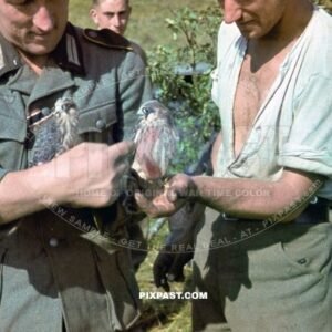 Signal Communication FUNKER officer with iron cross ribbon holding baby birds. 297 Infantry Division. Russia 1942