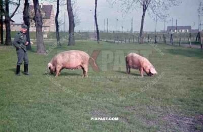 Wehrmacht soldier with pigs in Niederaußem, Germany 1940