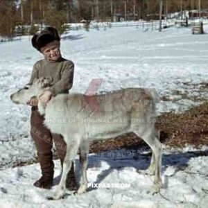 boy with caribou calf, Finland 1944