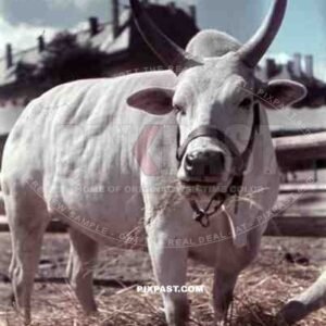 bull at a fair  in Metz, France ~1940