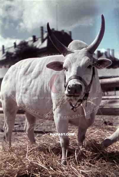 bull at a fair in Metz, France ~1940