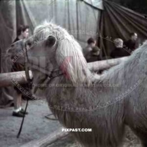 camel at a fair in Metz, France ~1940