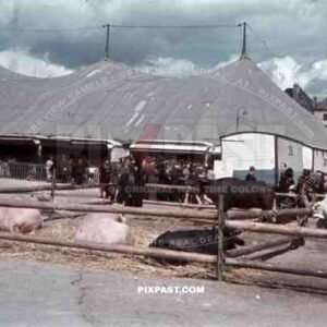 cattle at a fair in Metz, France ~1940