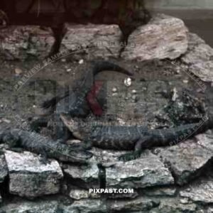 crocodiles in the Dresden zoo, Germany 1939