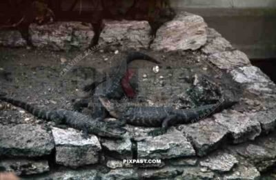 crocodiles in the Dresden zoo, Germany 1939