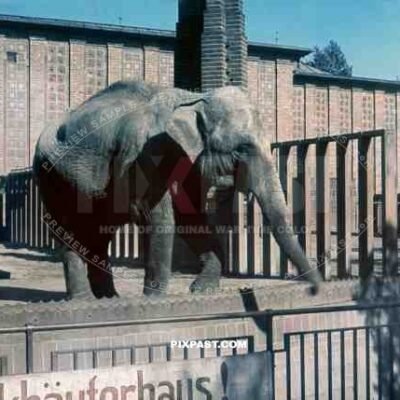 elephant enclosure leipzig zoo Germany 1940