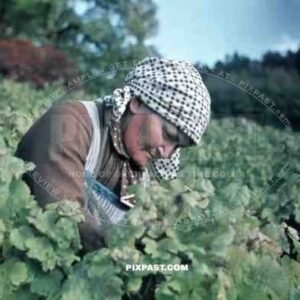 old woman working on vineyard in Baden-Wuerttemberg, Germany ~1938