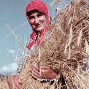 woman with headscarf harvesting, Germany ~1938
